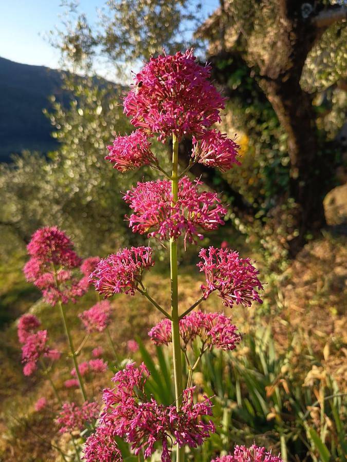 Briciole di Pietra B&B in Dolceacqua, Alpes liguriennes