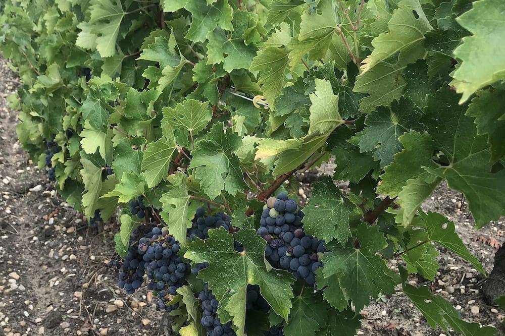 Gite 8-10 P, private pool, large garden, Surf, 15 min Montalivet Vignoble Médoc in Gaillan-en-Médoc, Parque natural regional del Médoc