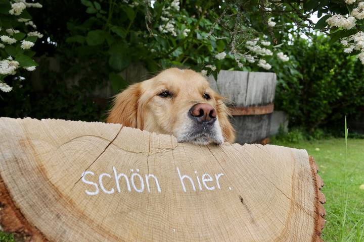 Ferienwohnung für 6 Personen, mit Garten, mit Haustier in der Eifel - 3