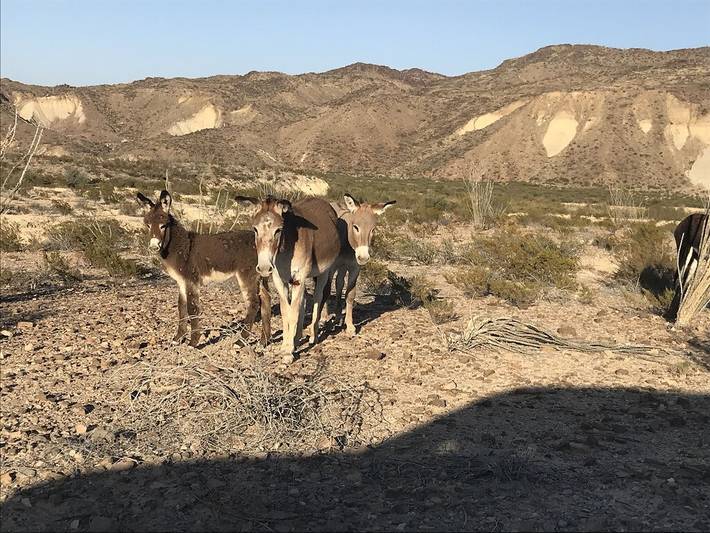 Vacation rental for 4 people, with terrace in Big Bend National Park