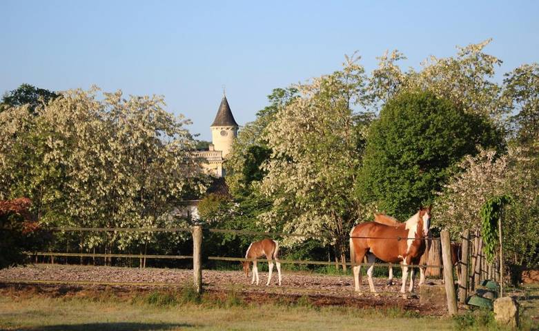 Gîte pour 2 personnes, avec jardin et jacuzzi ainsi que sauna et piscine dans Castres-Gironde - 4