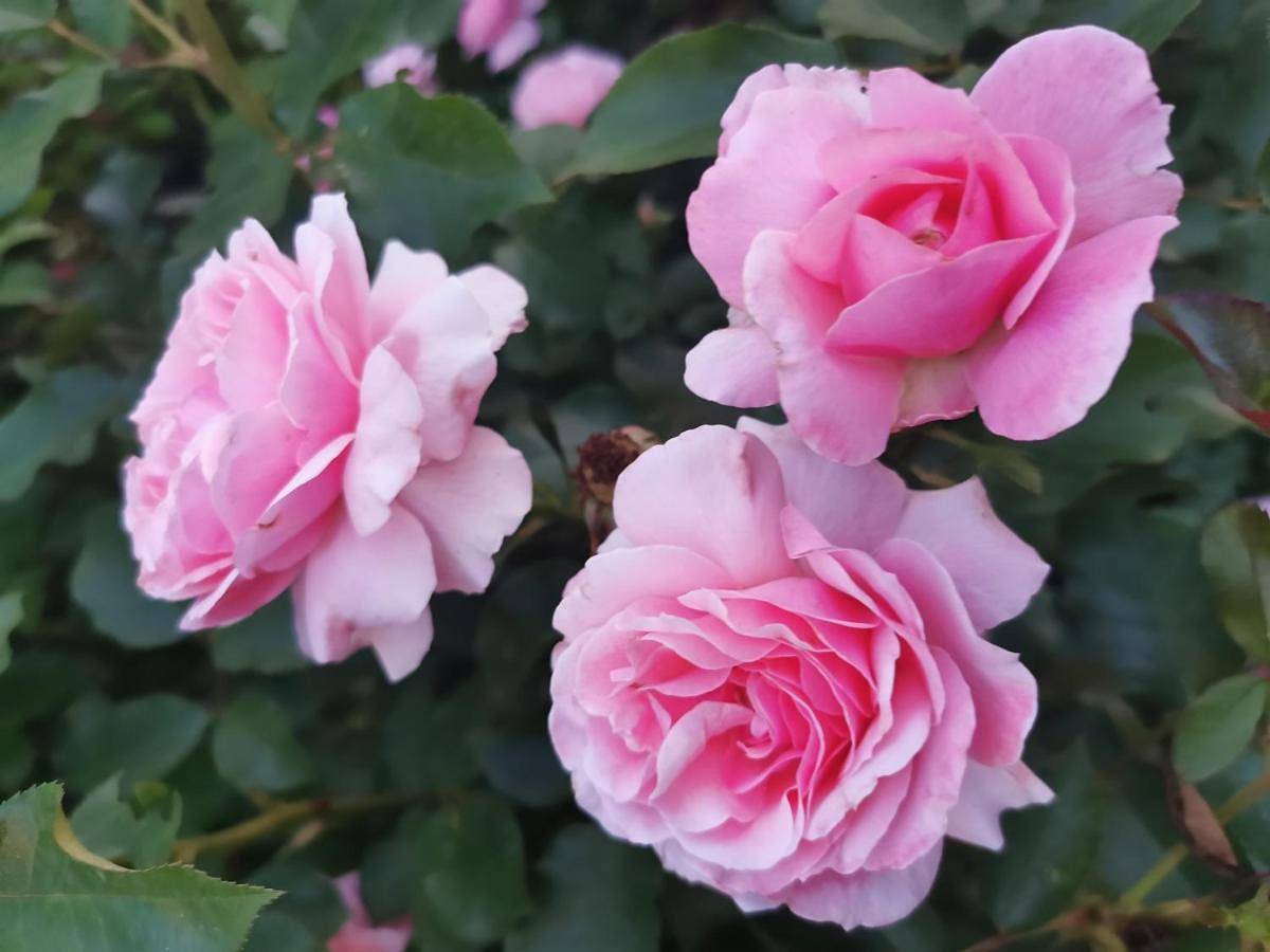 B&B La Casa del Barbiere in Modena, Provincia di Modena