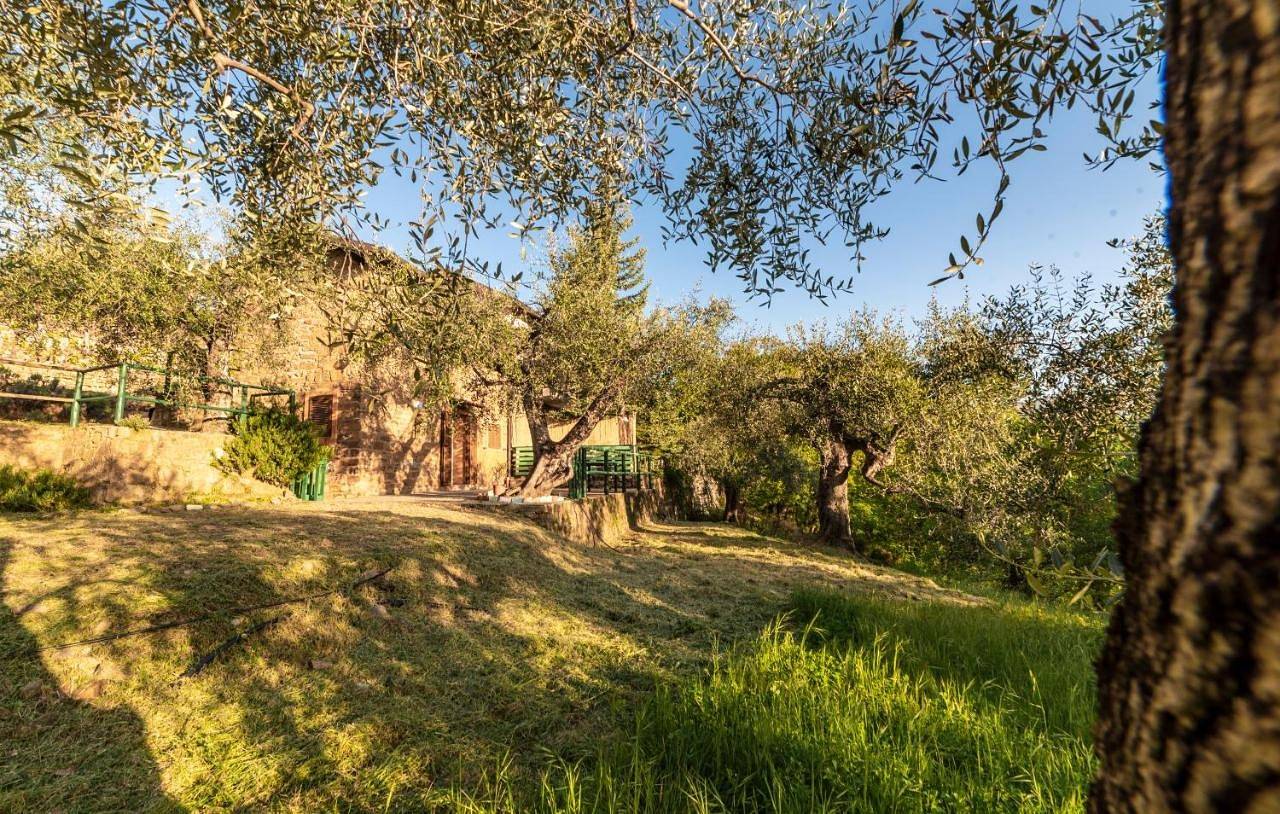 Casetta Maduneta immersa in un oliveto in Dolceacqua, Ligurische Alpen