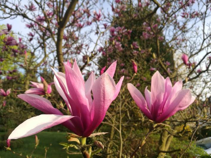 Ferienwohnung für 2 Personen, mit Terrasse in Bad Pyrmont - 4