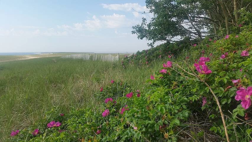 Vacation rental for 8 people, with yard in Chatham (MA)