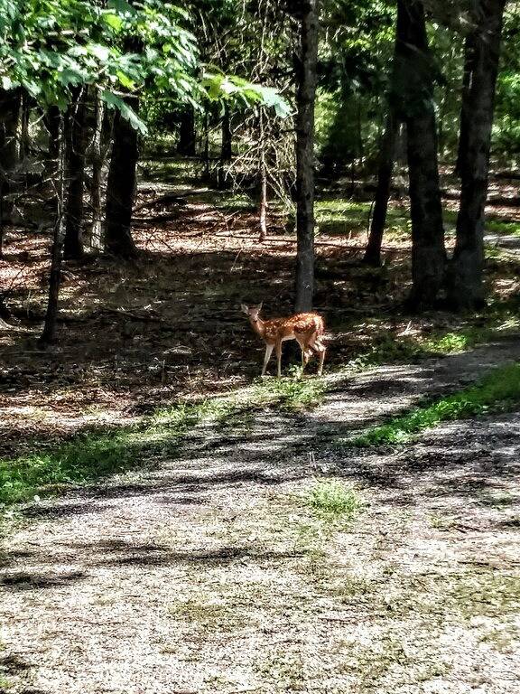 Remote Cabin Surrounded by Wilderness in Seneca Rocks