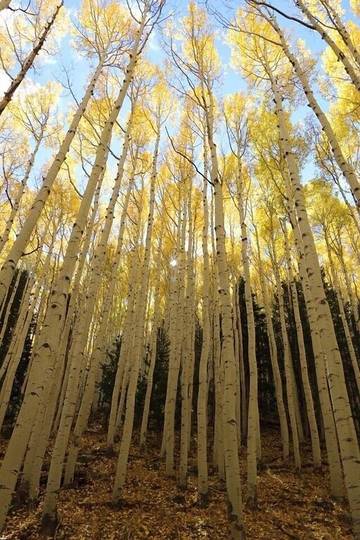 Glamping for 6 Guests in Coconino National Forest, Coconino County, Picture 4