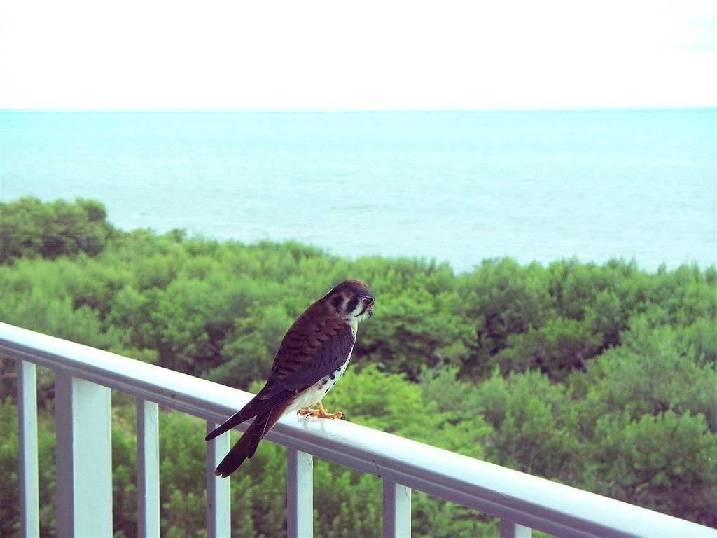 Ganze Wohnung, 4409 Ocean Pointe Suites - Oberste Etage, 2 Schlafzimmer, 2 Bäder ... Meerblick! in Tavernier, Monroe County