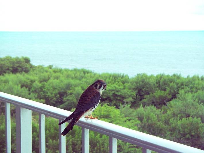 Ferienwohnung für 6 Personen, mit Pool und Whirlpool sowie Garten - 1