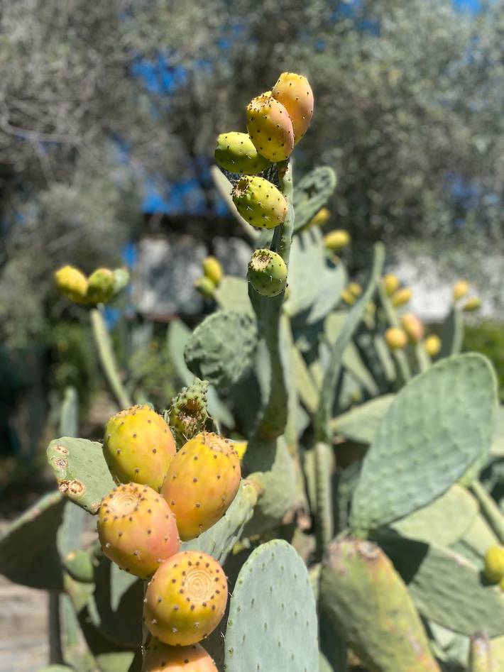 Villa für 4 Personen, mit Garten in Ligurien - 3