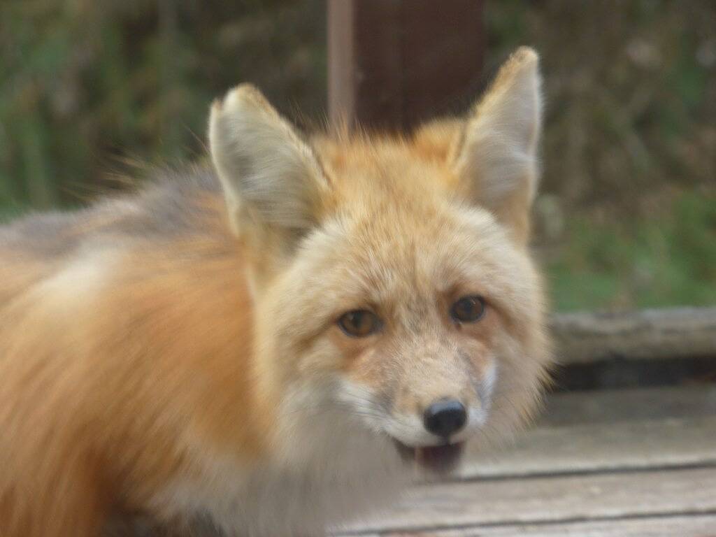 Wolf Crossing - Kabine in Absaroka Range