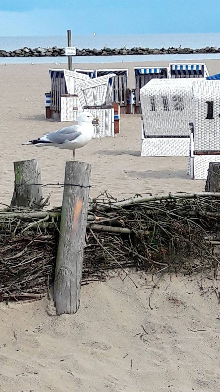 Ferienwohnung für 6 Personen, mit Terrasse und Garten, mit Haustier in Loose