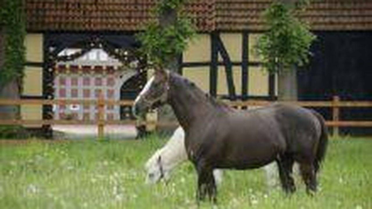 Ganze Ferienwohnung, Ferienwohnung für 3 Personen (40 m²) in Rieste in Rieste, Hasetal