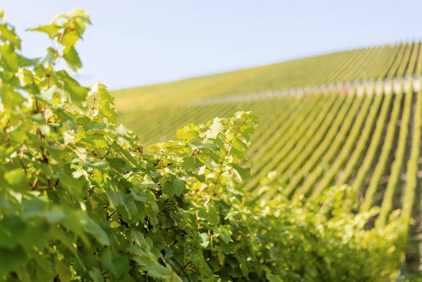 Domizil Nunn - Doppelzimmer in Volkach, Franconian Wine Country