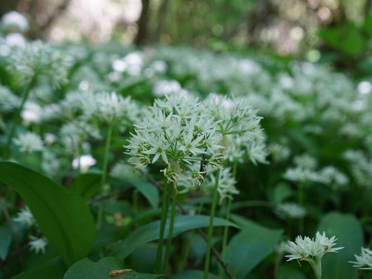 Ganze Ferienwohnung, Ferienwohnung Nagel - Appartement/Fewo, Dusche und Bad, Wc, 2 Schlafräum in Gersheim, Saarpfalz-Kreis