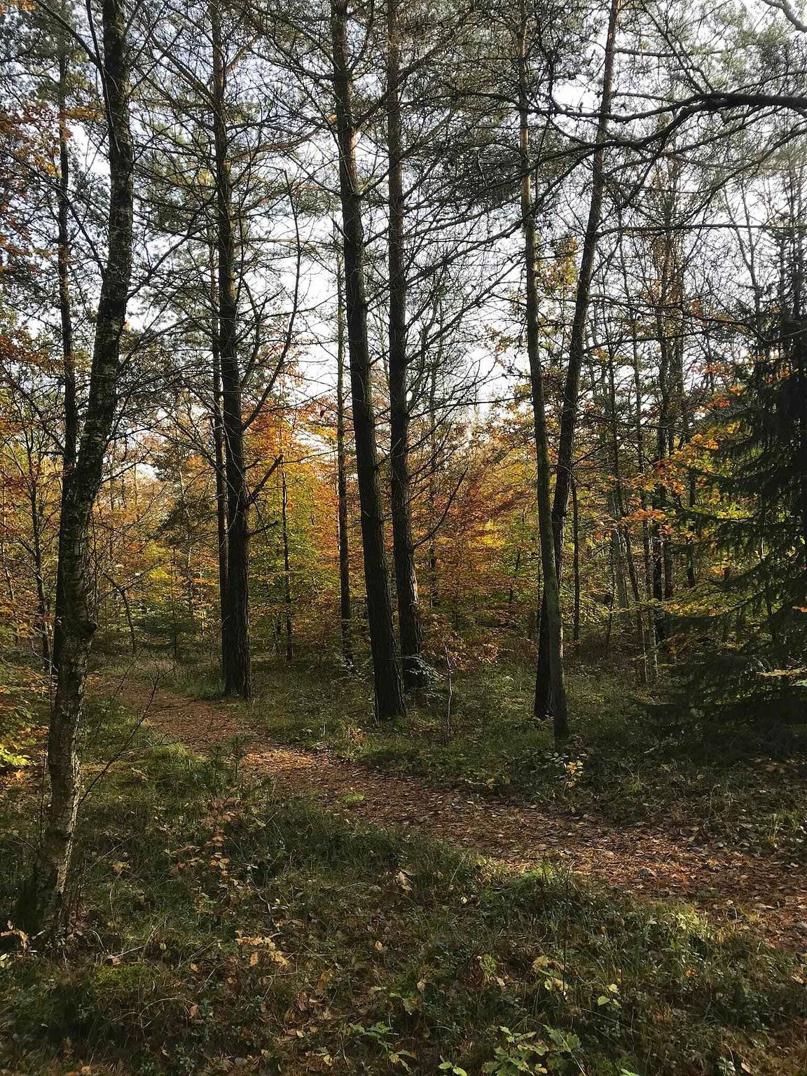 Holiday home in the forest, close to water. in Als Odde, Hadsund