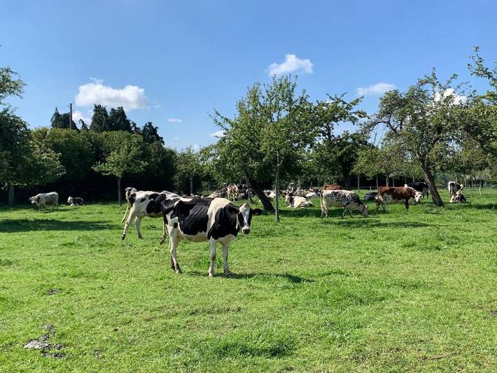 Location de vacances pour 4 personnes, avec terrasse, animaux acceptés à Le Breuil-en-Auge - 4