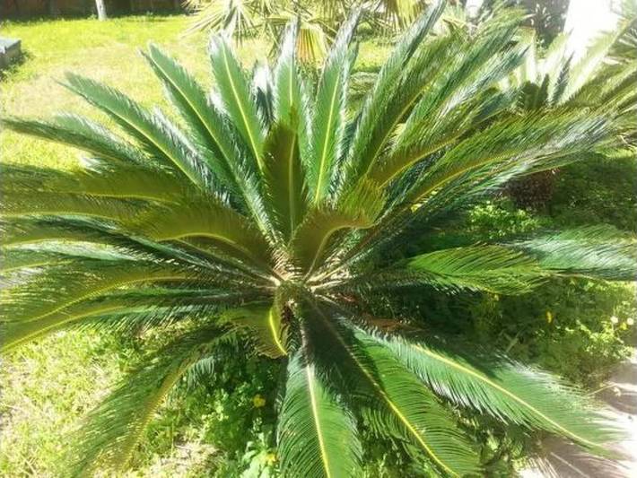 Gîte pour 4 personnes, avec piscine et jardin à Cava d'Aliga - 4