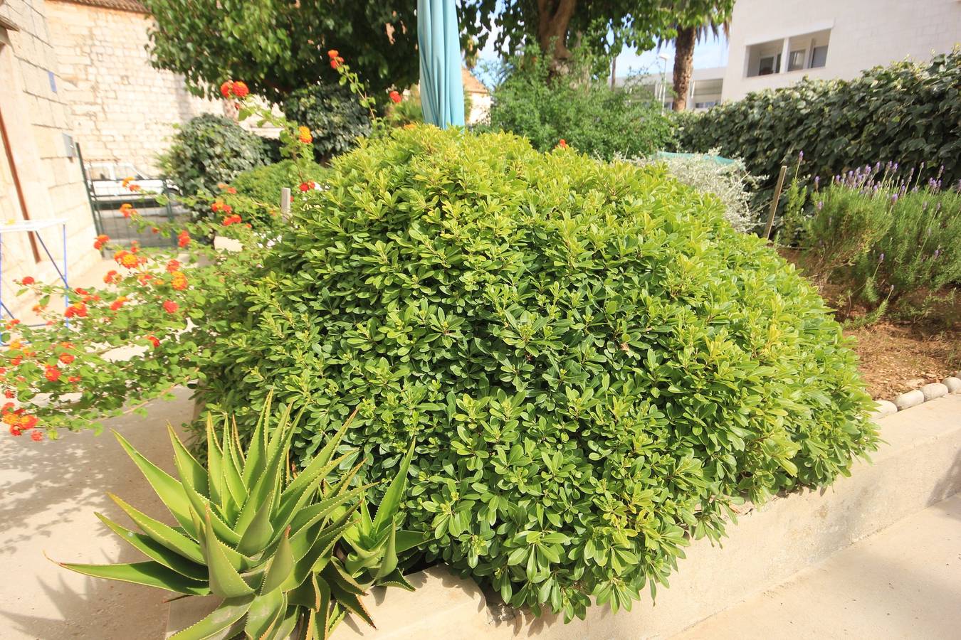 Ganze Wohnung, Studio Appartement mit Klima Vis As-1170-a in Vis Stadt, Vis