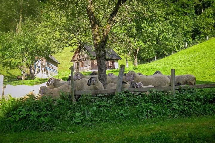 Bauernhaus für 17 Personen, mit Garten, kinderfreundlich in Niederösterreich - 4
