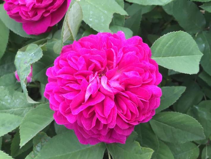 Gîte pour 9 personnes, avec piscine et jardin, animaux acceptés à Oestrich-Winkel - 4