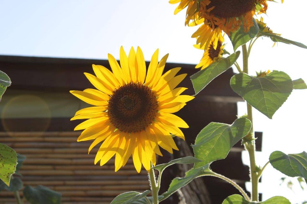 Il Girasole Alloggio in Portixeddu, Fluminimaggiore