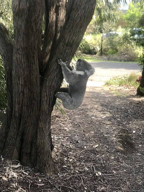 Holiday home for 6 people, with terrace in Cape Paterson