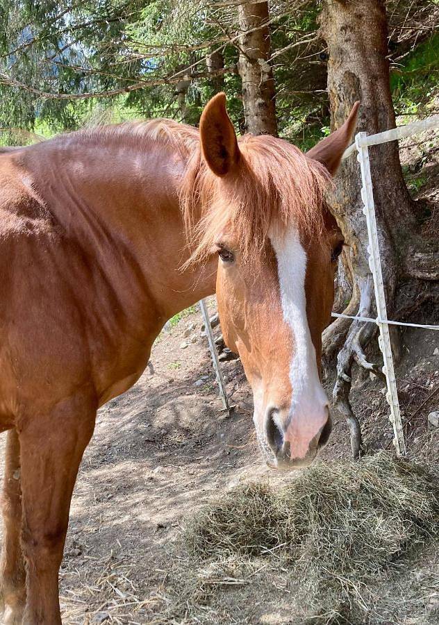 Ferienwohnung für 6 Personen, mit Garten und Ausblick, mit Haustier in Berwang - 4
