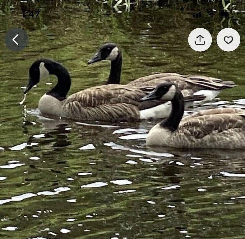 Ganze Wohnung, Welcome to Casa de la Palma! Beach-Golf and much more! in Pender County