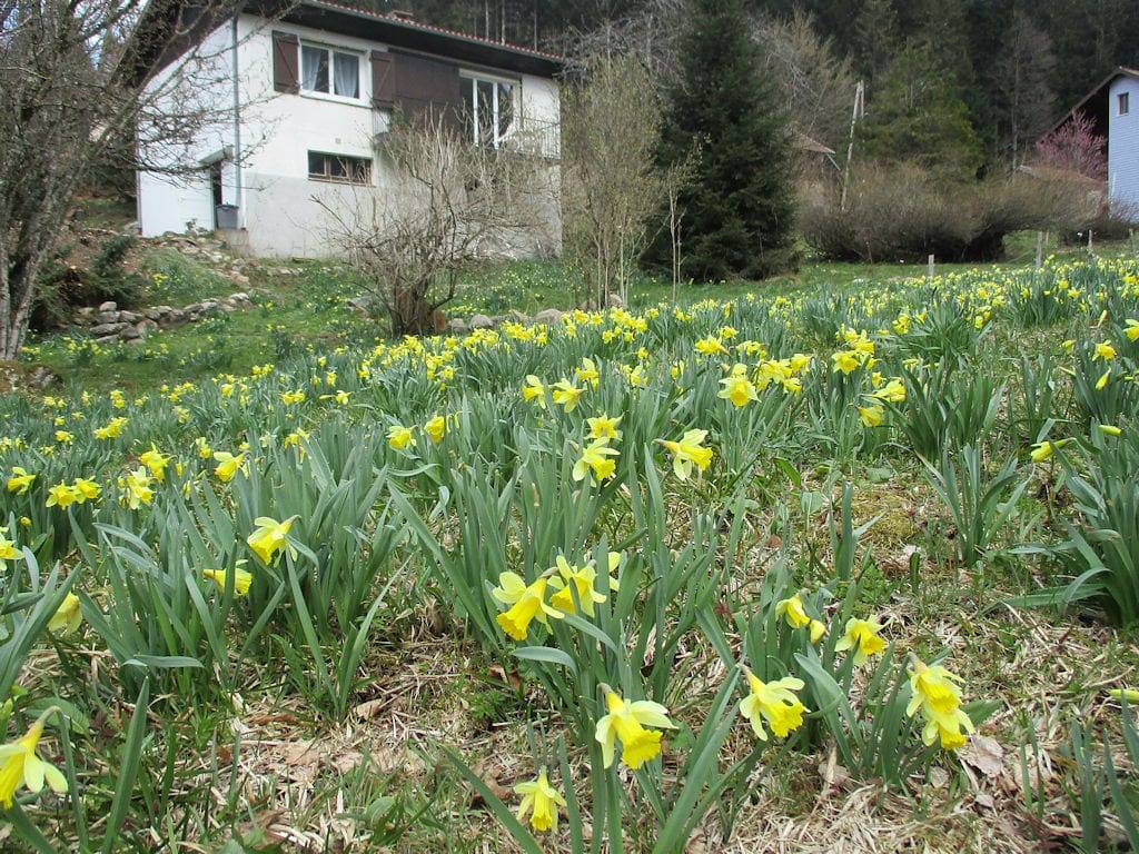 À louer petite maisonnette "Au Saint Nicolas" in Gérardmer, Parc naturel régional des Ballons des Vosges