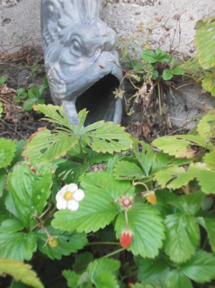 Chambre d’hôte pour 2 personnes, avec jardin, animaux acceptés à Plouha - 2