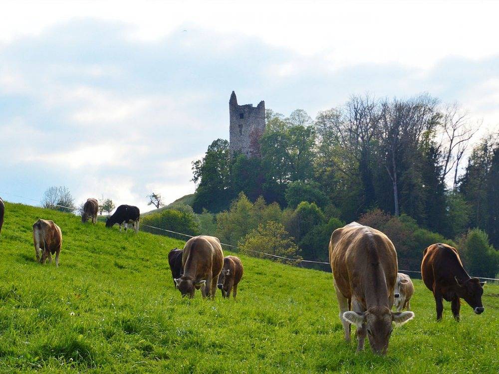 Ganze Ferienwohnung, Ferienhof Roth - Viehweide in Wangen im Allgäu, Region Bodensee-Oberschwaben