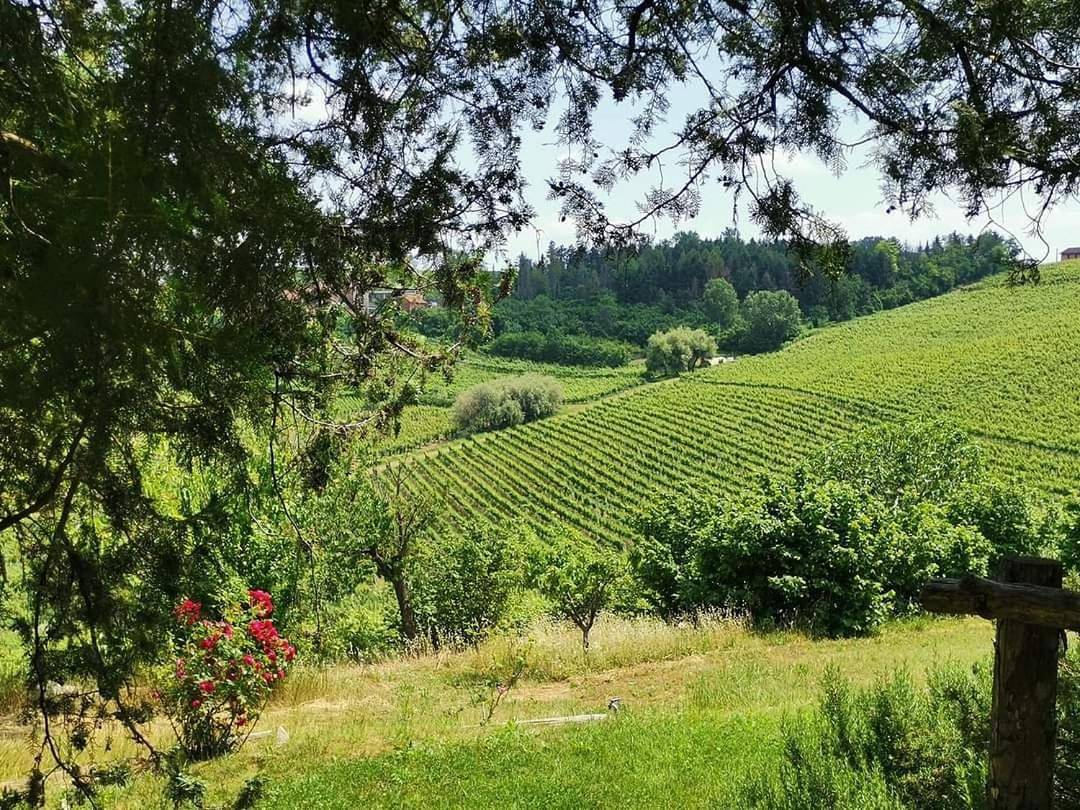 Cascina Valtignosa Camere Con Vigna in Cassine, Province d'Alexandrie