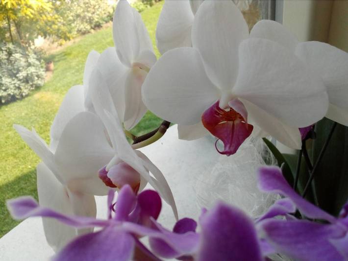 Chambre d’hôte pour 2 personnes, avec jardin et terrasse à Sirmione - 3