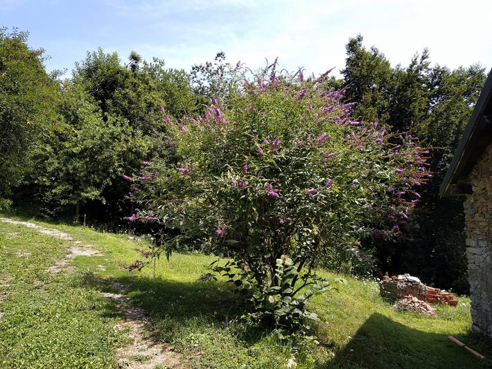 Ferienhaus für 7 Personen, mit Garten, mit Haustier in Ligurien - 3