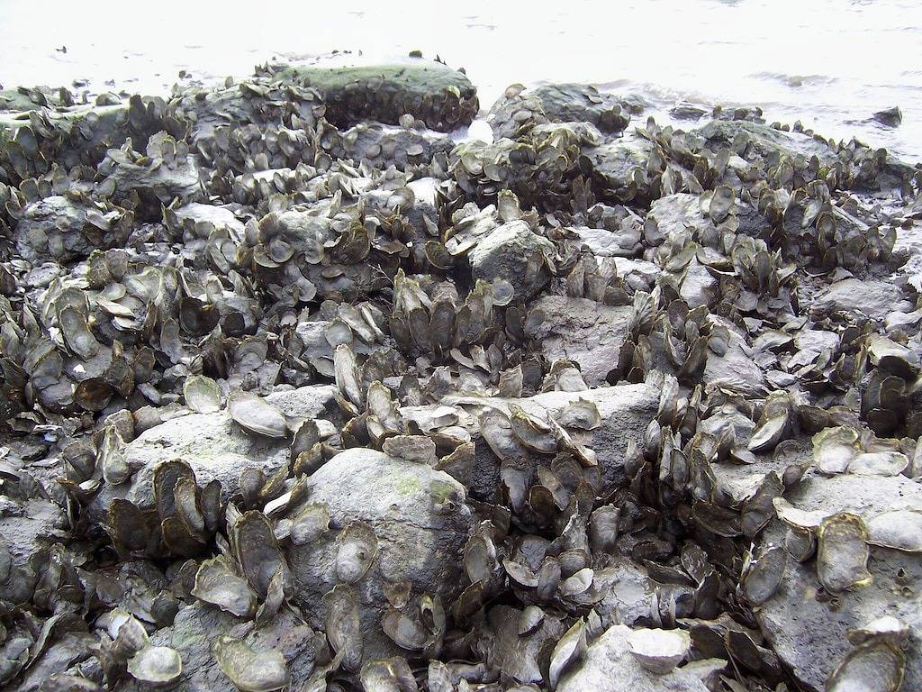 Ruhige Sommeroase mit 2 Schlafzimmern und Blick auf den schönen West River in Guilford, Connecticut