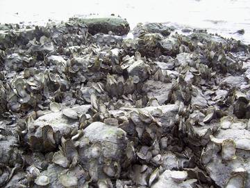 Vacation House for 4 Guests in Guilford, Connecticut, Picture 3