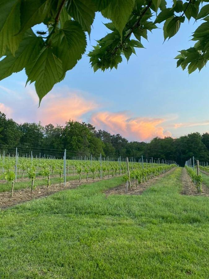 Location de vacances pour 4 personnes, avec terrasse à Massugas - 2