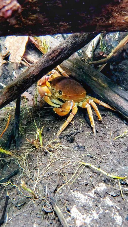 Casas e apartamentos de temporada para 5 pessoas, com vista e jardim e ainda piscina and piscina infantil em Nobres
