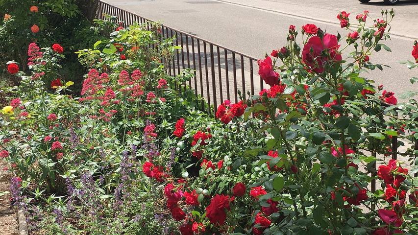 Ferienwohnung für 4 Personen, mit Garten in Bad Bergzabern - 4