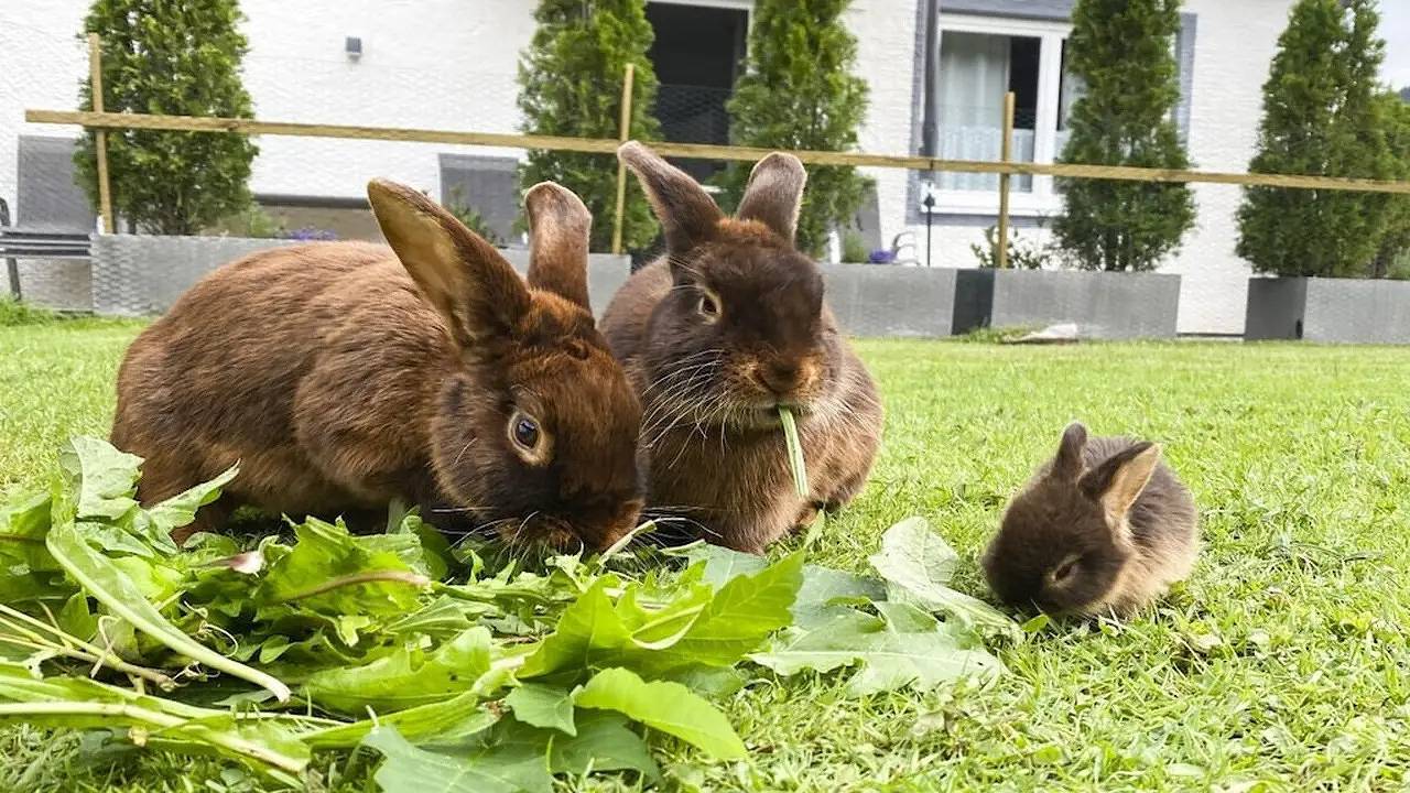 Ferienhaus für 4 Personen (79 m²) in Oberstdorf in Oberstdorf, Bayerisch Schwaben