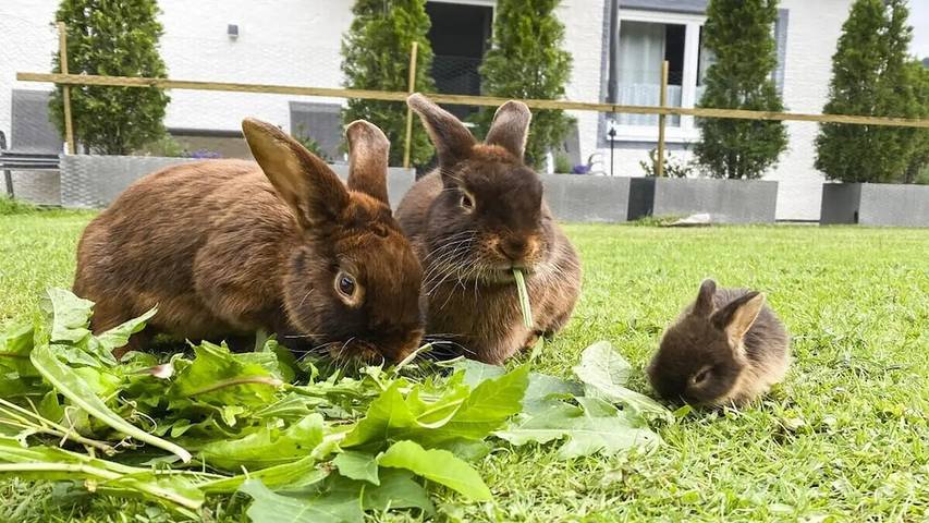 Ferienhaus für 4 Personen, mit Garten und Sauna in Schöllang - 4