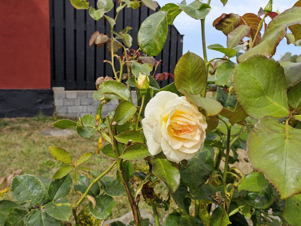 Ganze Wohnung, "Ruse" - 6km from the sea in Aakirkeby, Bornholm