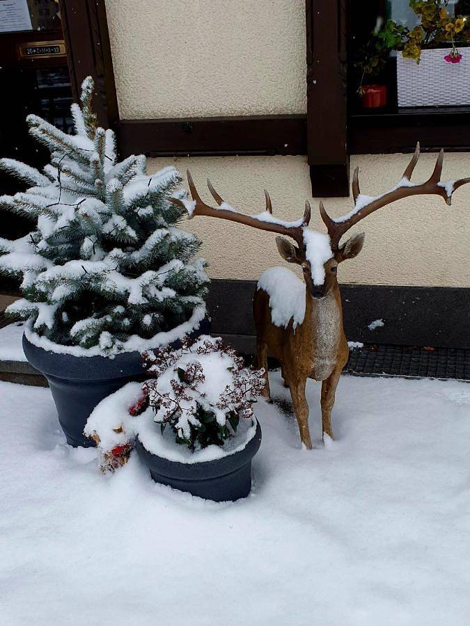 Bachmeier's Gasthaus Traube Niederfell in Niederfell, Osteifel