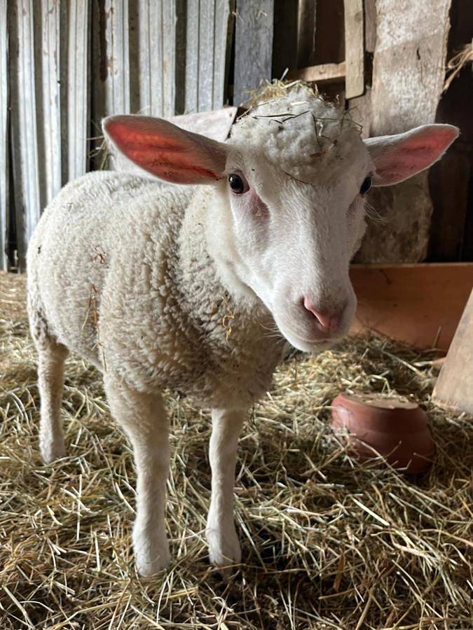 Location de vacances pour 11 personnes, avec jardin dans Le Haut-Corlay - 3