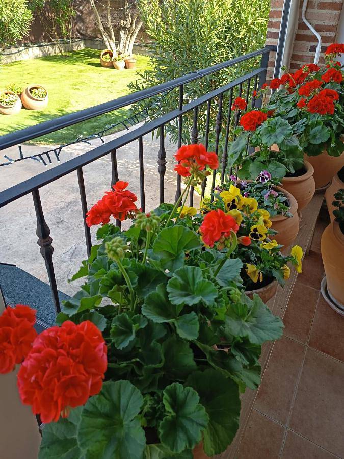 Location de vacances pour 4 personnes, avec jardin, animaux acceptés à Escalona - 2