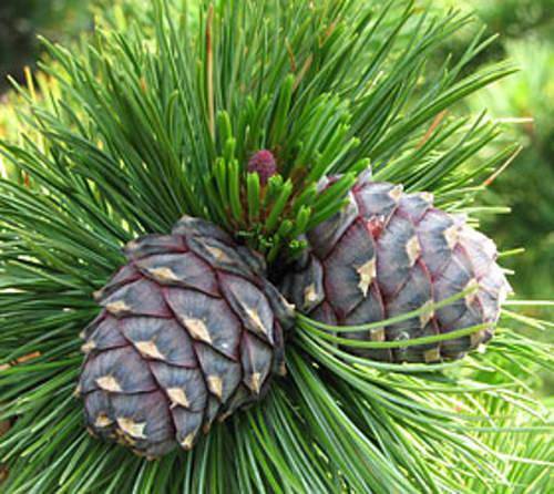 Ferienwohnung für 3 Personen, mit Balkon und Sauna im Ötztal - 4