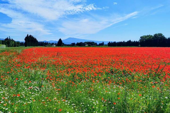 Ferienhaus für 10 Personen, mit Terrasse und Pool sowie Garten - 1