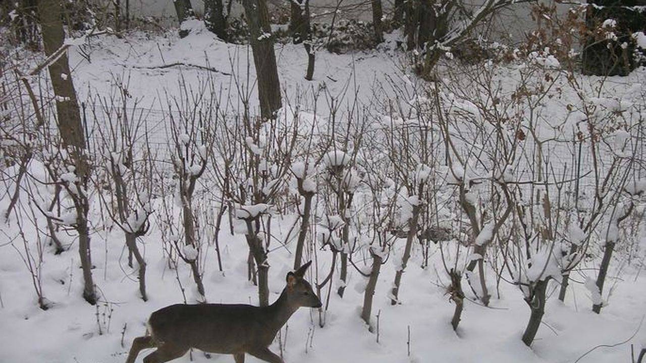 Ganze Ferienwohnung, Ferienwohnung für 3 Personen (65 m²) in Rheinsberg in Rheinsberger See, Rheinsberg