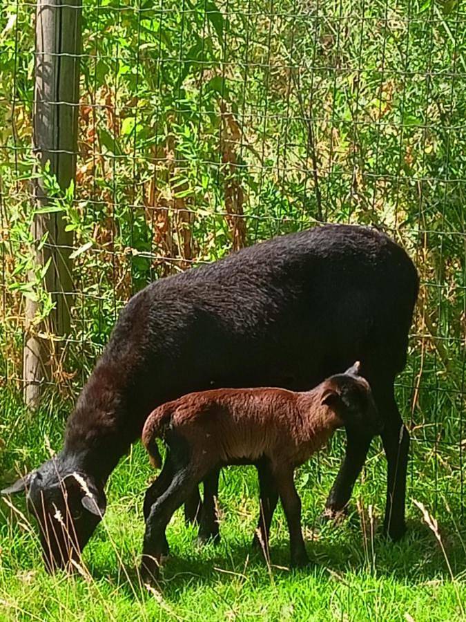 Gîte pour 2 personnes, avec vue et jardin à Verlinghem - 2